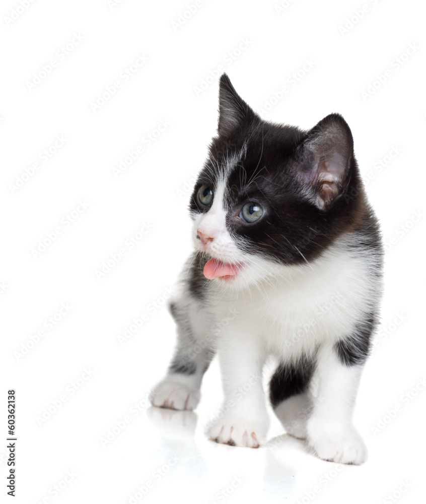 kitten shows tongue