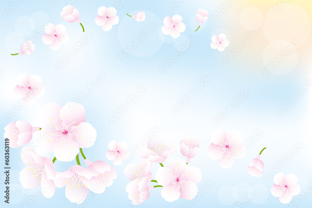 Hanami - Cherry blossoms background Hanami - Cherry blossoms background