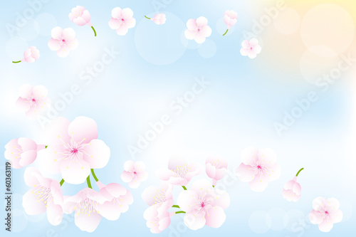 Fototapeta Naklejka Na Ścianę i Meble -  Hanami - Cherry blossoms background