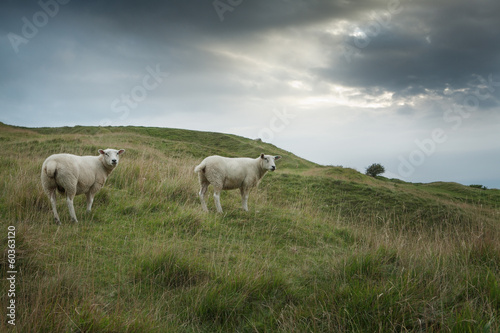 Fototapeta Naklejka Na Ścianę i Meble -  Sheep grazing on a hillside