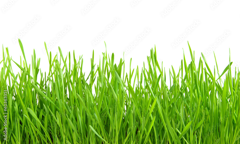grass on white grass on white