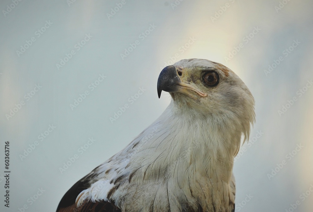 The African Fish Eagle (Haliaeetus vocifer) The African Fish Eagle (Haliaeetus vocifer)