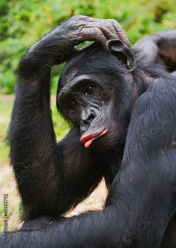  Bonobo ( Pan paniscus)   portrait.