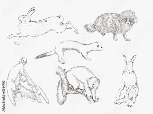 wild animals