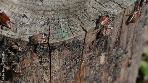 cracked stump edge crawling beetles spread wings trying fly photo