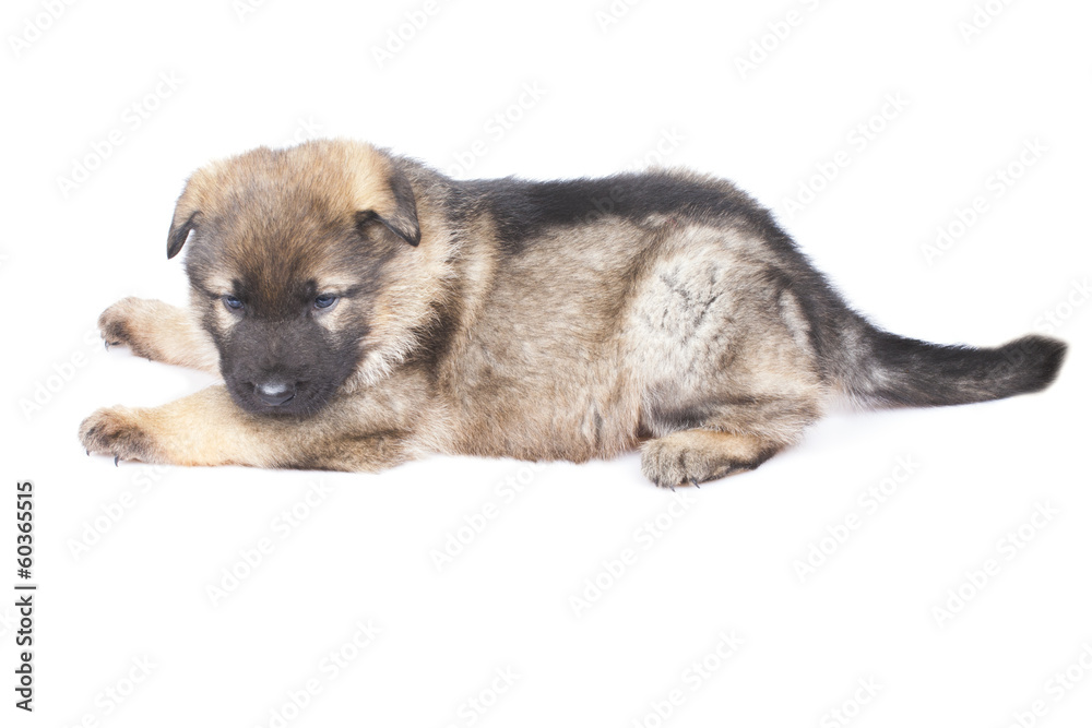sheepdogs puppy isolated on white background