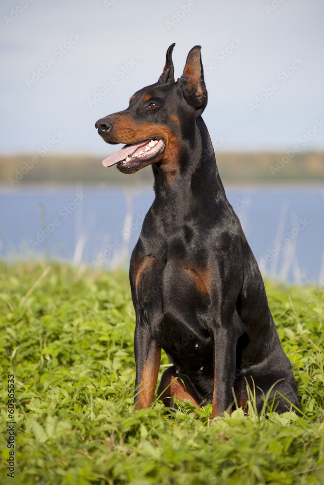 doberman puppy doberman puppy
