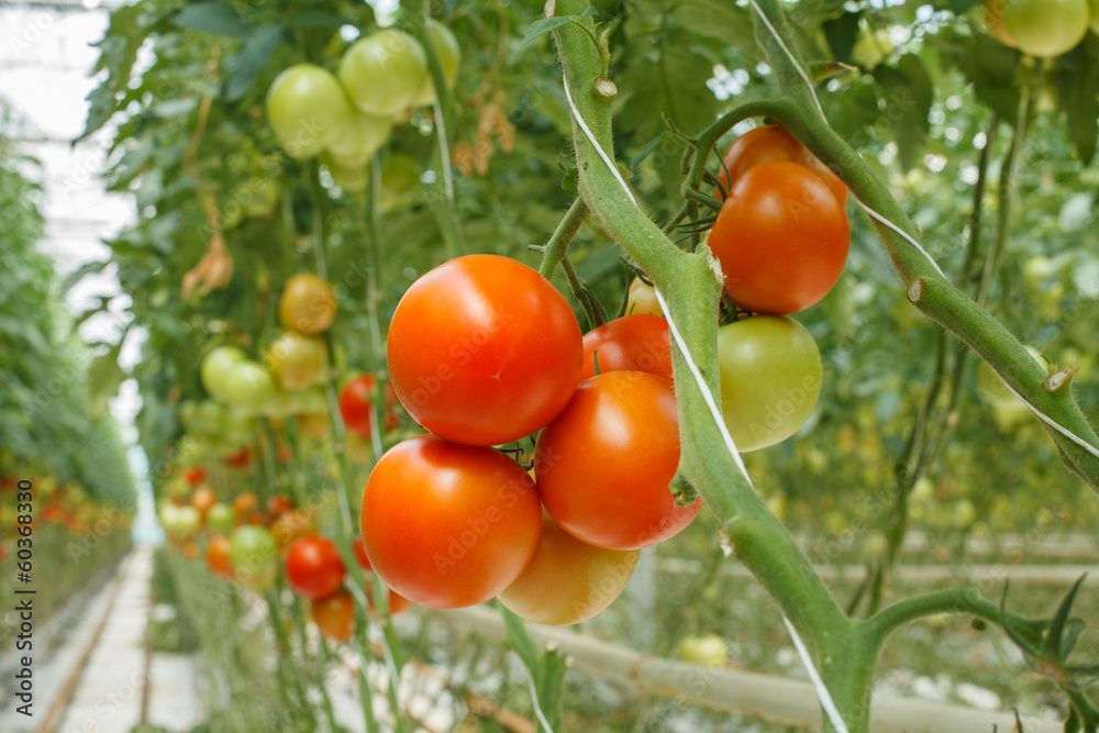 tomatoes tomatoes