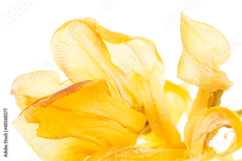 Fototapeta Naklejka Na Ścianę i Meble -  tulip
