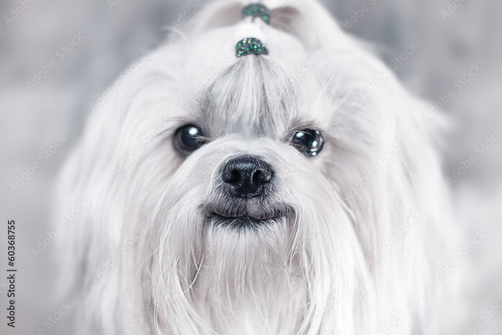 Shih tzu dog smiling Shih tzu dog smiling
