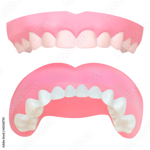 Set of Teeth of the upper jaw. Vector illustration