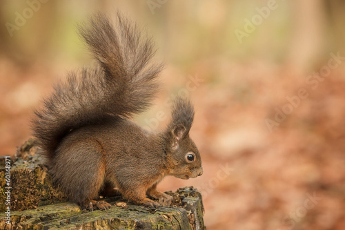 Red squirrel crouching