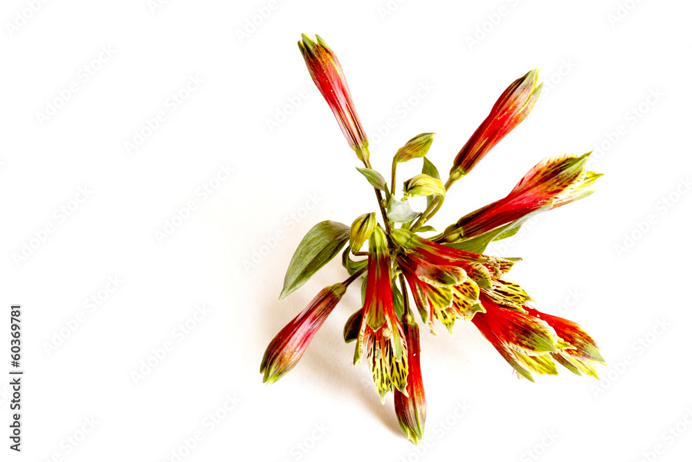 Closeup of Red and Green Alstroemeria on White
