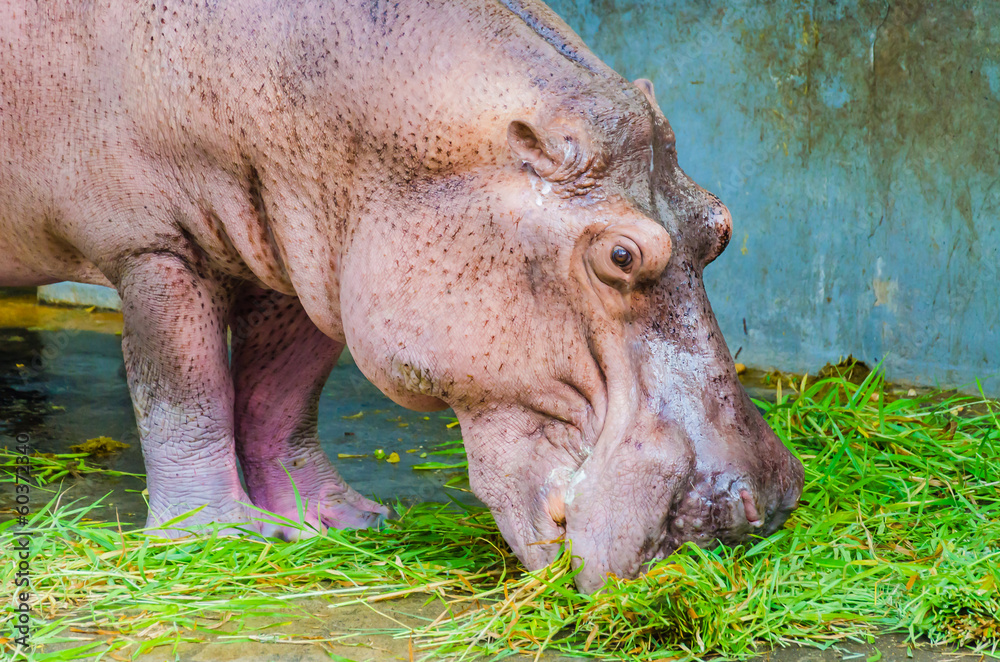 Hippo Hippo