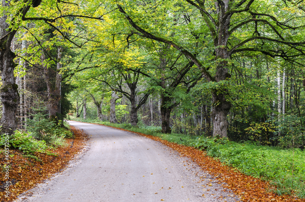 Naklejka premium Country road among oak trees