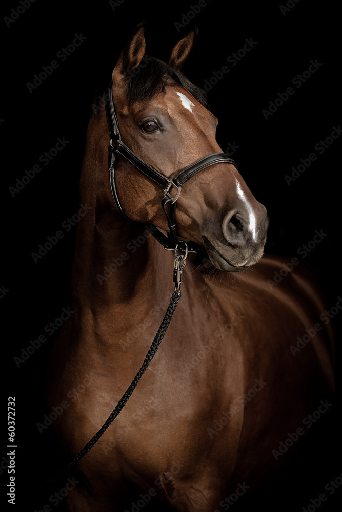 Fototapeta premium Horse Portrait
