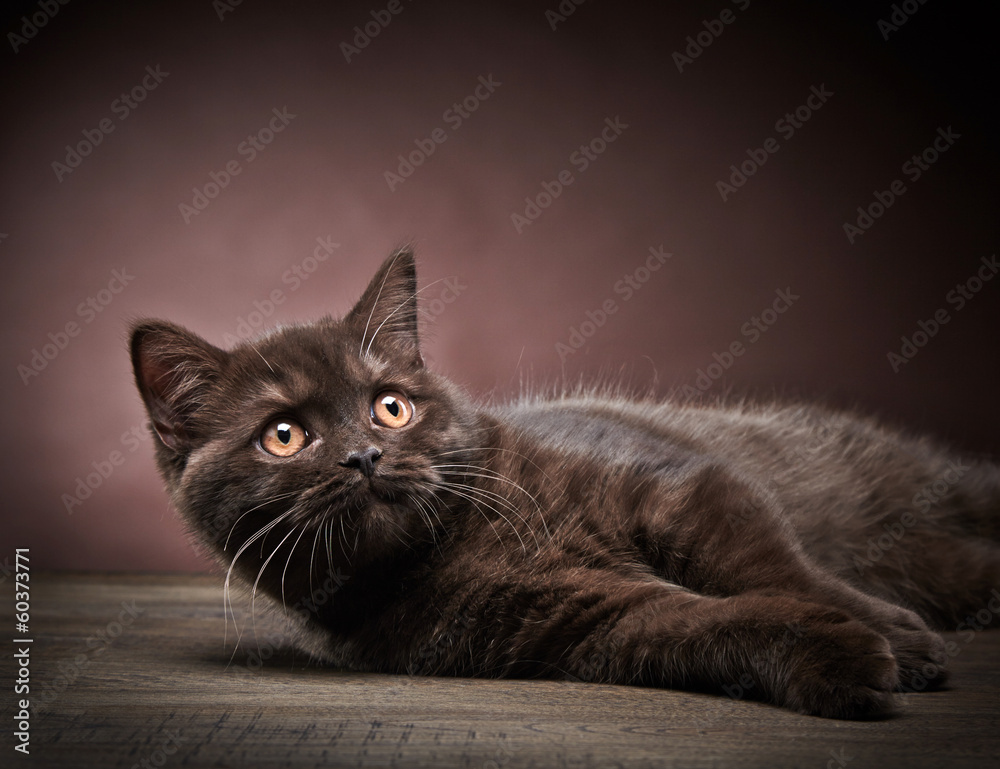 Fototapeta premium brown british short hair kitten, 3 month old