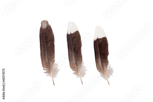 myna feather isolated on white