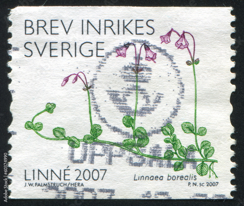 Linnaea Borealis photo