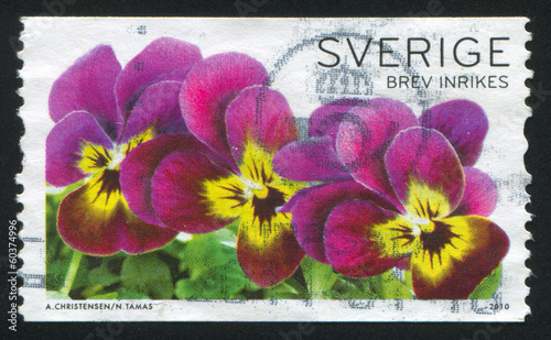 Fototapeta Naklejka Na Ścianę i Meble -  Three Pansies