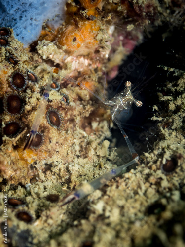 Longarm Shrimp - Periclimenes tenuipes photo