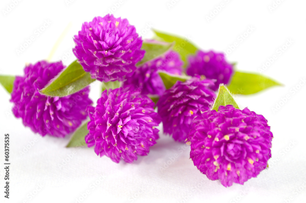 Fototapeta premium Globe amaranth