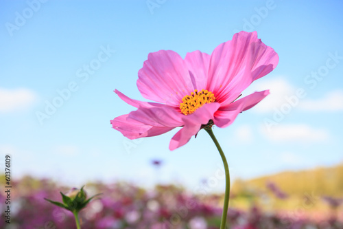 Pink cosmos flower close up with sky