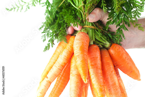 bunch of carrots with green leaves in a man hand isolated on whi