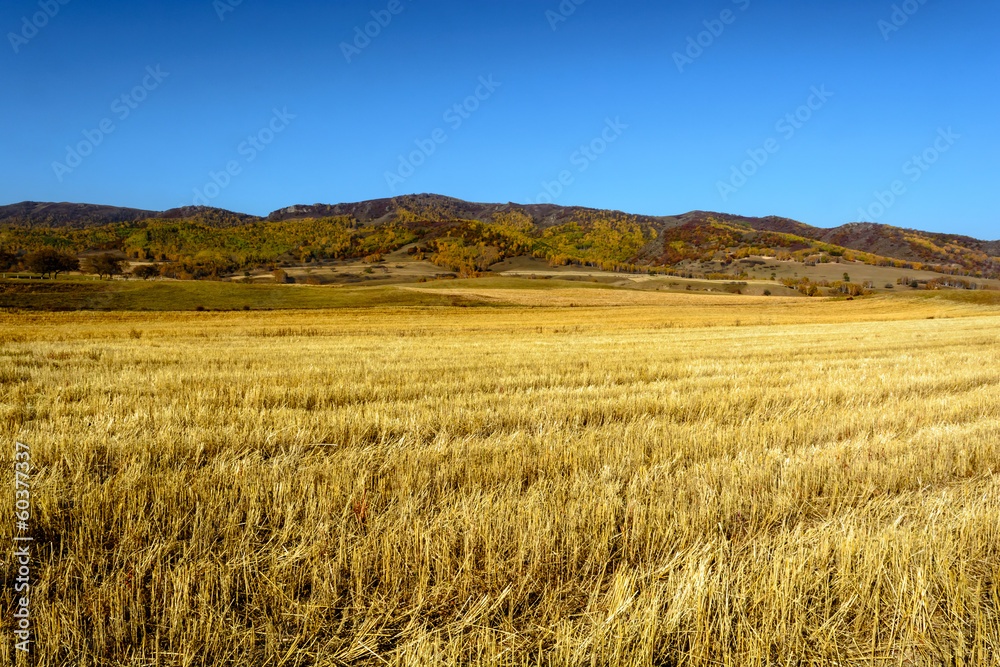 wheat land wheat land