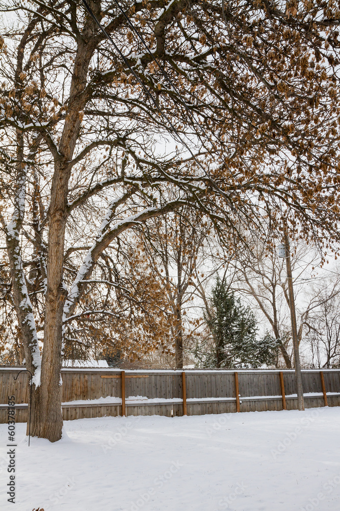 Fototapeta premium Snowy back yard