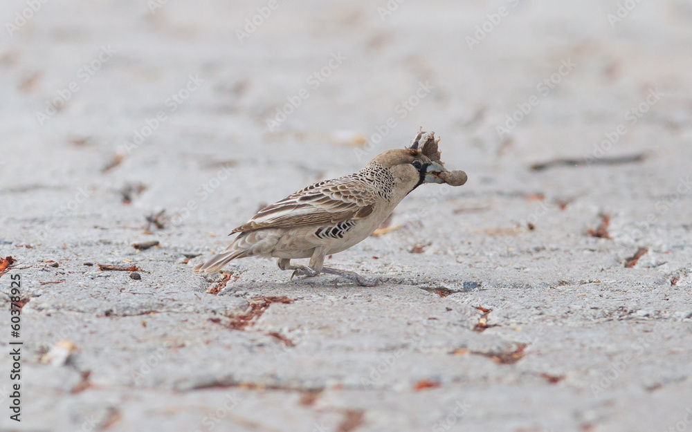 Cape Sparrow (Passer melanurus) Cape Sparrow (Passer melanurus)