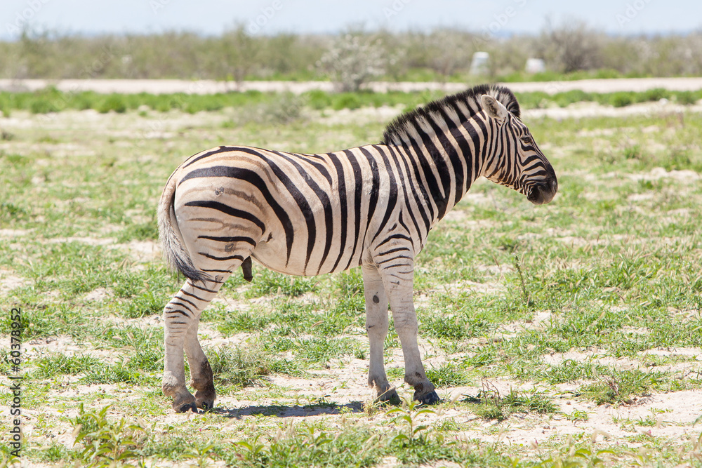 Naklejka premium Burchells zebra (Equus Burchelli)