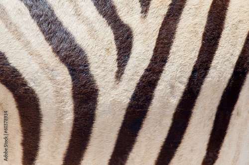 Burchells zebra (Equus Burchelli), close-up