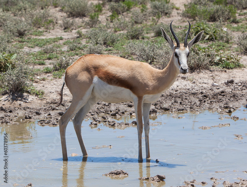 Springbok antelope  Antidorcas marsupialis   close-up  drinking