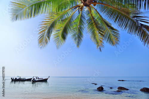 Fototapeta Naklejka Na Ścianę i Meble -   palms tree