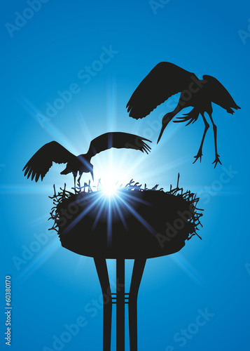 CIGOGNE_Soleil