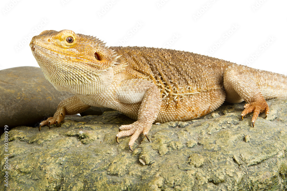 Obraz premium Bearded Dragon on white