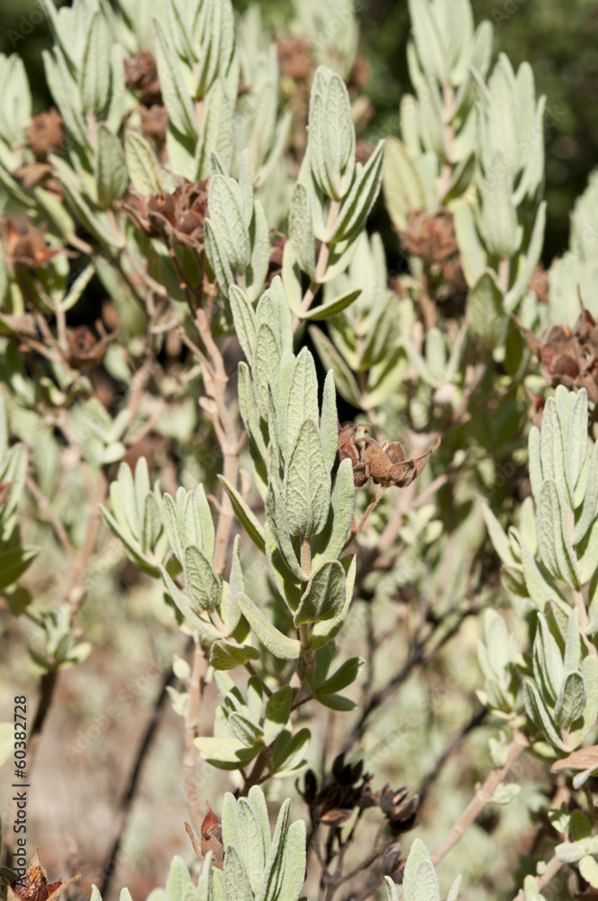 Leaves and fruits of Spring Rock-Rose, Cistus albidus Leaves and fruits of Spring Rock-Rose, Cistus albidus