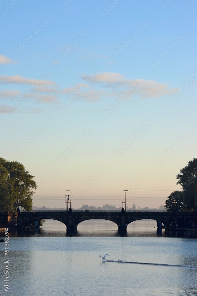 Naklejka premium hamburg alster landender schwan