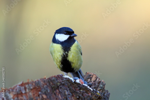 great tit on a stump with seeds