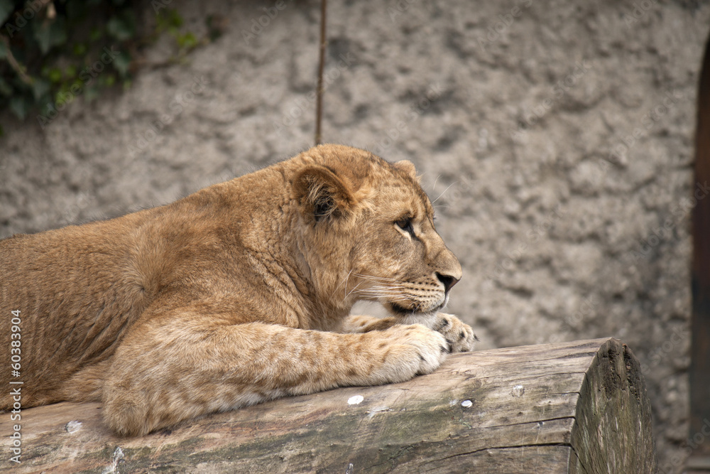 Naklejka premium Young lion in the zoo.