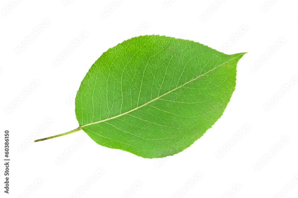 Fototapeta premium Green leaf