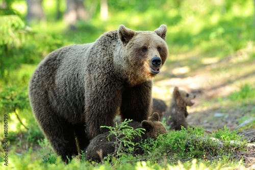 Brown bear with cubs in forest