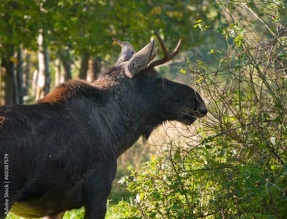 Eurasian elk or moose is the largest within the deer family Eurasian elk or moose is the largest within the deer family