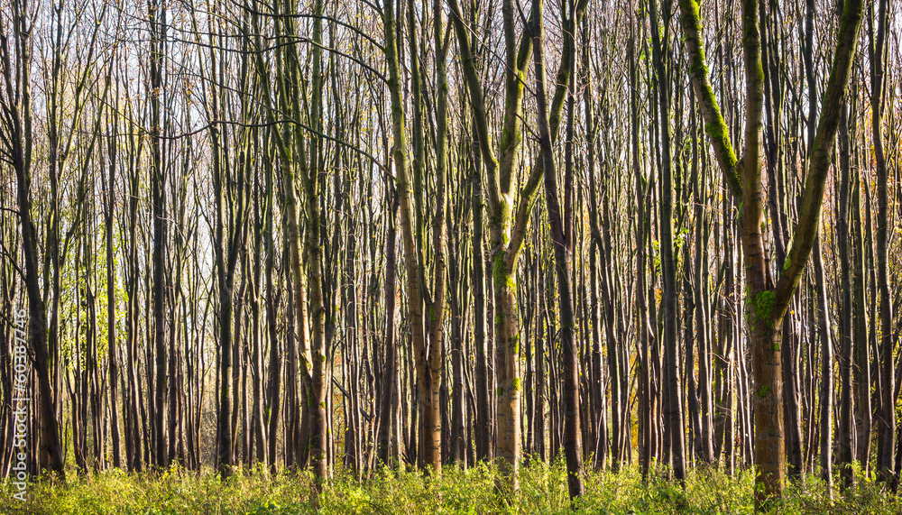 Pattern of young trees in forest Pattern of young trees in forest