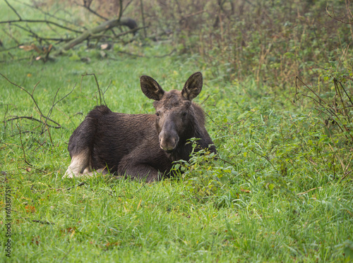 Eurasian Elk or Moose