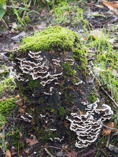Bjerkandera fumosa mushroom photo
