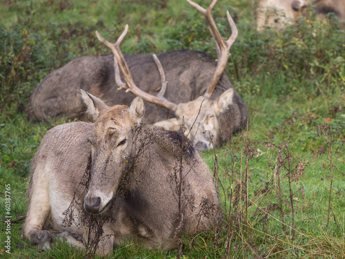 Group of Pere David's Deer waking up
