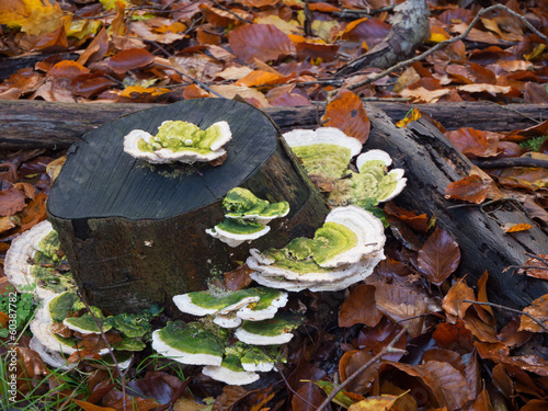 Trametes gibbosa  fungi, also known as 'lumpy bracket' photo