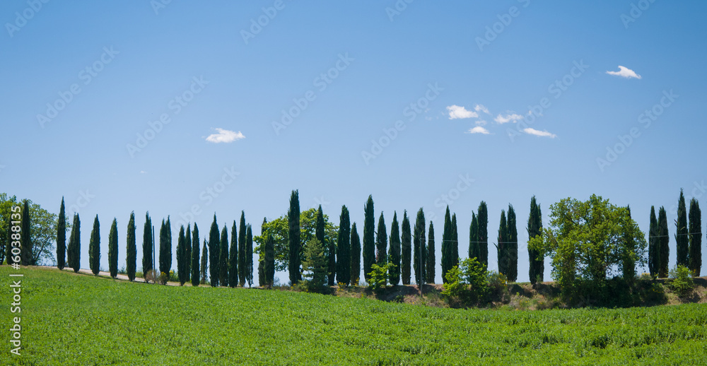 Lane lined with cypress trees in Tuscany Lane lined with cypress trees in Tuscany